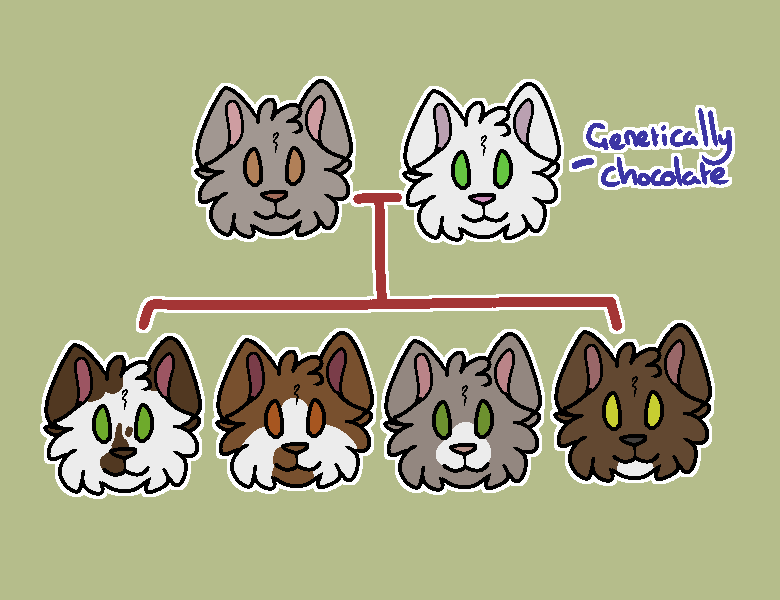 ID: Digital art of a family tree of cats. parent on left is lilac, parent on white is white with words &quot;genetically chocolate&quot;. four kittens underneath. chocolate with high white spotting, cinnamon with medium, lilac with muzzle and chocolate with chin