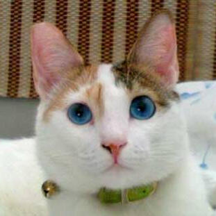 Ojos Azules