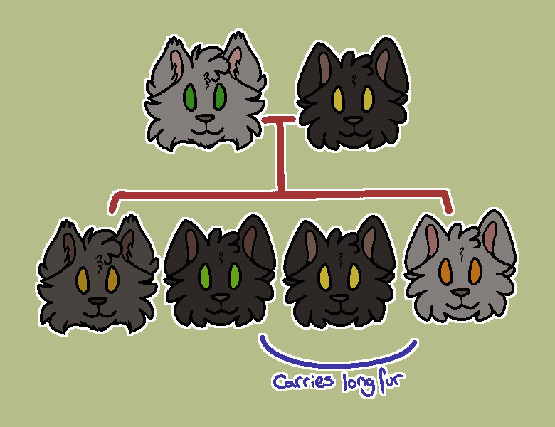 ID: Digital art of a family tree of cats. parent on left is longhaired lilac, parent on right is shorthaired black. four kittens below. dark grey longhair. two black shorthair and lilac shorthair. underneath shorthair kits says &quot;carries longfur&quot;