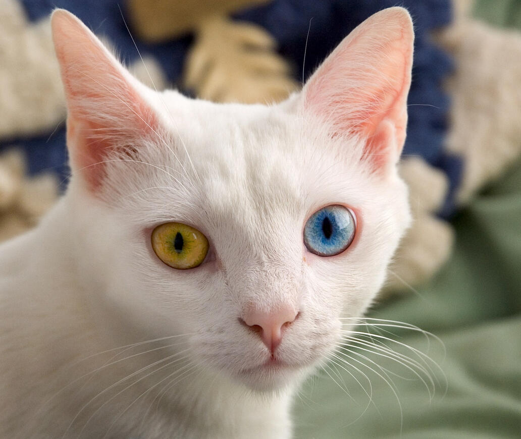 ID: a headshot of a white shorthaired cat stairing at the camera, the left eye is yellow and the right eye is blue. the background is a blurry green sheet with a blurry white and blue blanket.