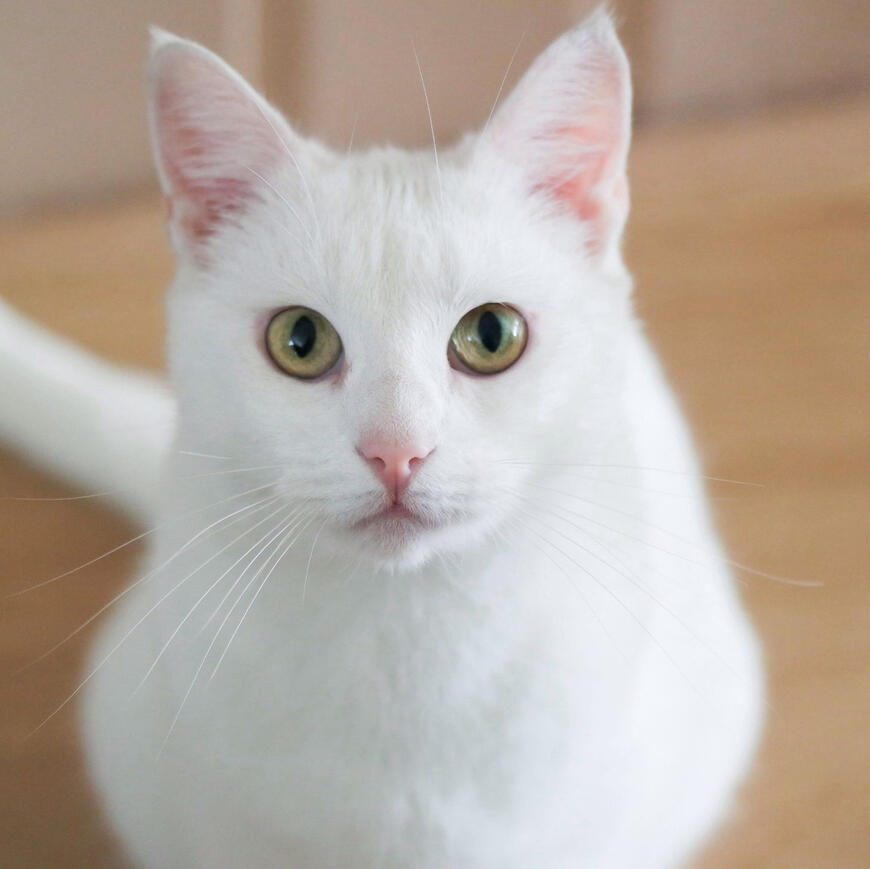 ID: a white shorthaired cat sitting and looking up at the camera, its eyes are hazel, the background is blurred brown.