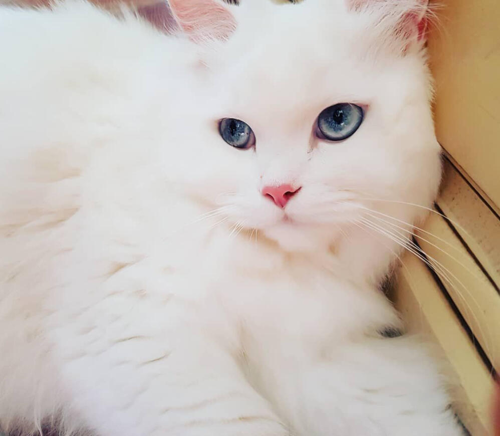 ID: a headshot of a white fluffy cat propped up against a brown wall, its eyes are blue