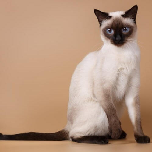 ID: A young adult seal point cat with most of its face, paws and tail have a seal point colouring. the rest of the body is a light cream.