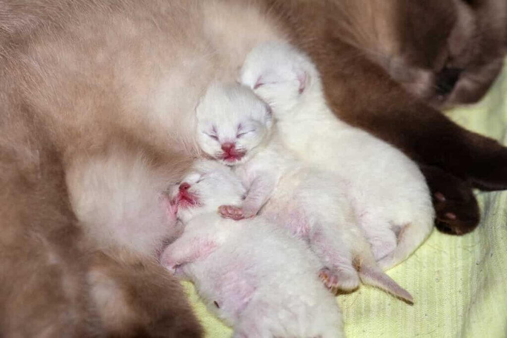 ID: A seal point mother cat lying down with three white newborn kittens snuggling up to her belly