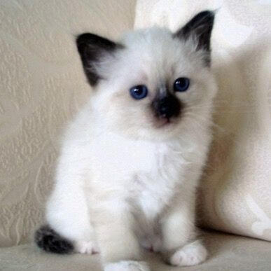 ID: A mostly white and very young seal point kitten with a patch on their nose and ears.