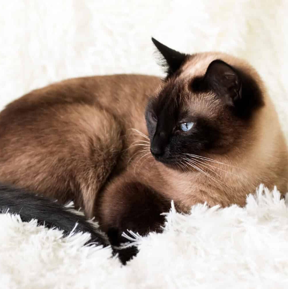 ID: A seal point siamese cat with mostly dark pattern and dark brown fur on the back and head.