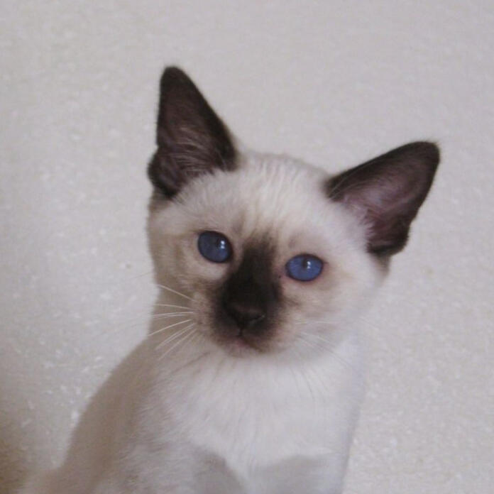 ID: A seal point kitten that is slightly older with cream fur and a dark muzzle and ears