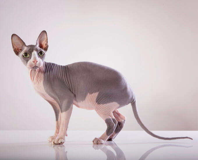 ID: a fullbody picture black/grey and white/pink Sphynx cat. the cat is standing to the left looking at the camera with hazel eyes. the cat is complettly hairless with big ears and a thin wirey tail.