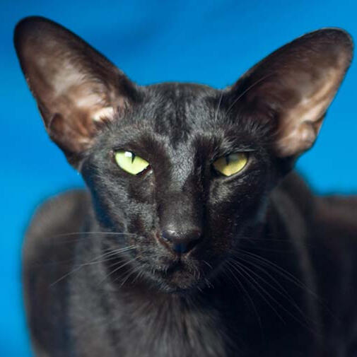 ID: A solid black American Oriental Shorthair staring at the camera with yellow/green eyes