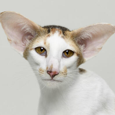 ID: A high white spotting European Oriental Shorthair with black/brown/orange calibi markings on the forehead and nose staring at the camera with hazel eyes