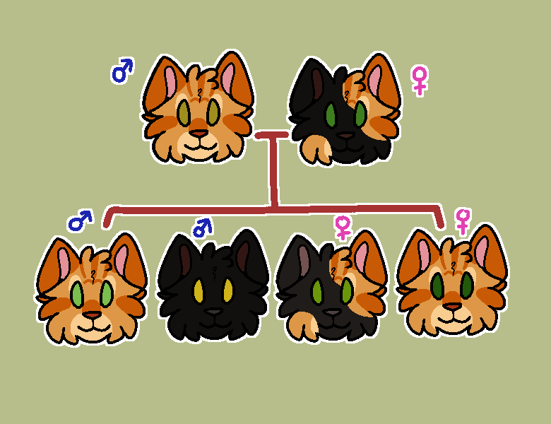 ID: Digital art of a family tree of cats. parent on left is red with blue male symbol above. parent on right is tortie with pink female symbol above. below are 4 kittens. ginger male, black male, black-tortie female, ginger female. each with gender symbol