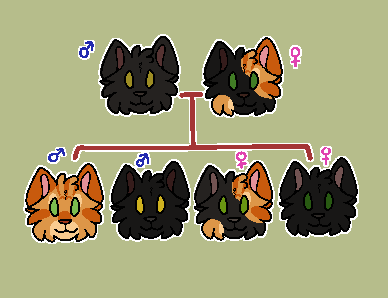 ID: Digital art of a family tree of cats. parent on left is black with blue male symbol above. parent on right is tortie with pink female symbol above. below are 4 kittens. ginger male, black male, black-tortie female, black female. each with gender symbol