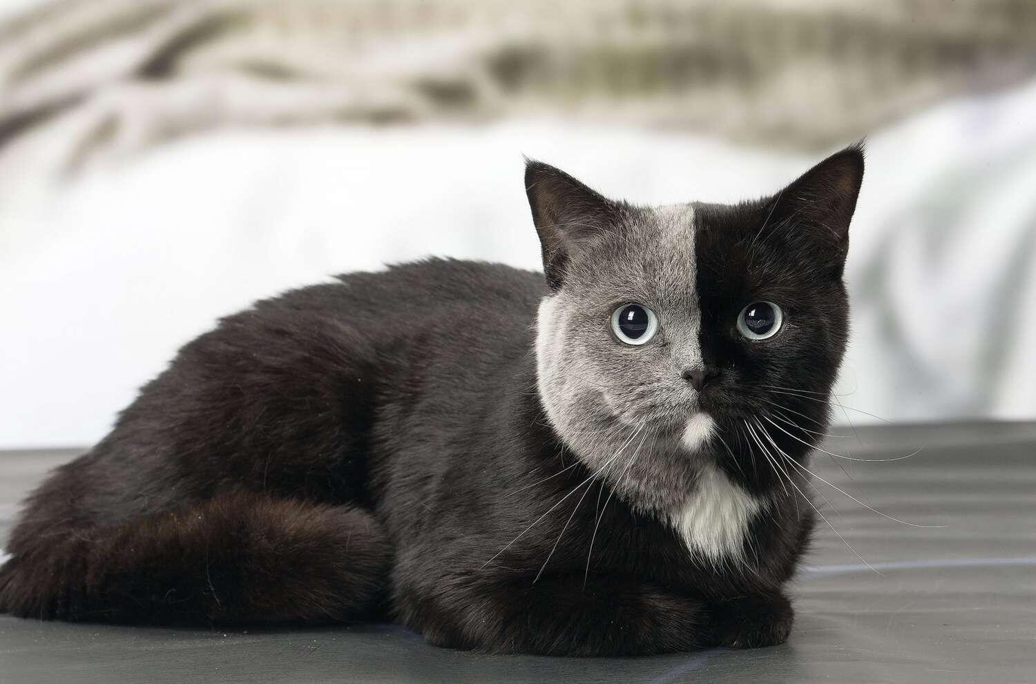 ID: A black cat loafing, the right side of its face is grey and it has a white chin and chest.