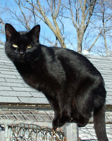 ID: A solid shorthair black cat with green eyes perched on a gate outside, it is day time and there is a roof and tree in the background