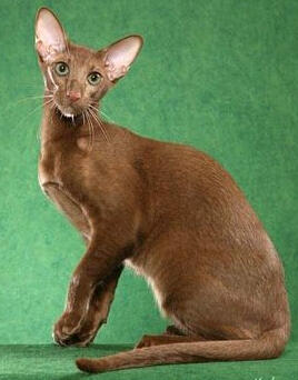 ID: A solid cinnamon oriental shorthair cat with green eyes sitting in front of a green background