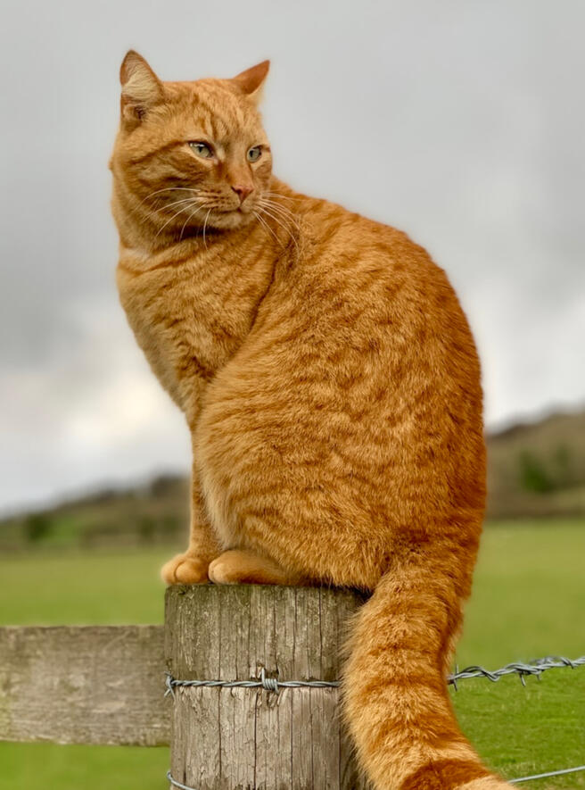 ID: A ginger tabby cat with spots sitting on a fence post outside, behind him is a blurred paddock with a hill and grey sky