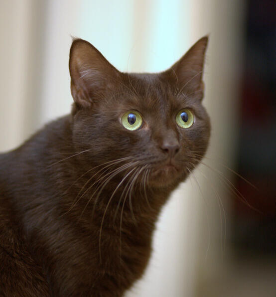 ID: A solid chocolate shorthair cat with pale green eyes in front of a blurry background
