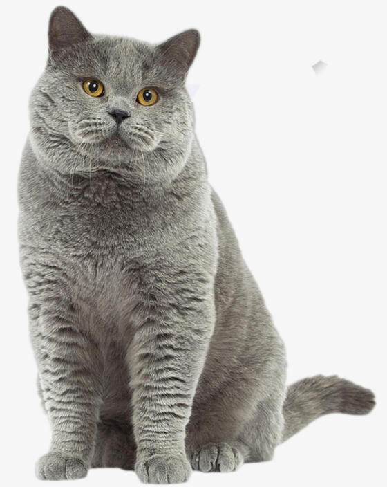 ID: A grey british shorthair cat sitting in front of a white background facing the camera