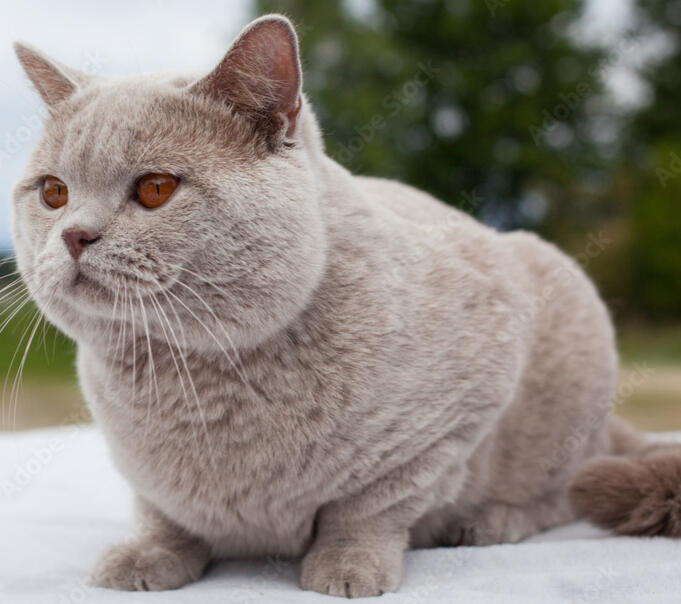 ID: A lilac british shorthair cat hunched over outside facing to the front left, the background is blurry
