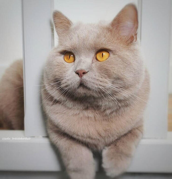 ID: A solid fawn coloured british shorthair cat with amber eyes, the cat is sitting with its head poked between two white wooden fence posts, its paws are sticking out underneath it.