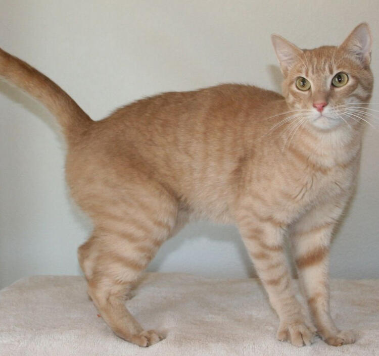 ID: A cream striped tabby cat standing in front of a light creamy white background