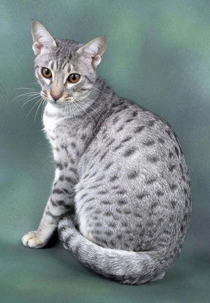 ID: A black/silver spotted tabby is sitting in front of a cloudy blue/green background. It has black/dark grey spots all along its back with lighter silver fur.