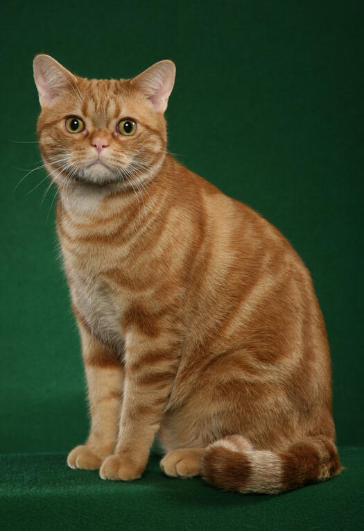 ID: A red classic American shorthair cat sitting down. there are orange swirls and patches on its back with lighter red on the chest and between stripes. the background is green