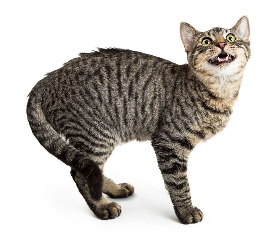 ID: A black mackerel tabby cat standing towards the right in front of a white background, it is looking up with mouth open. it has black broken stripes along its side