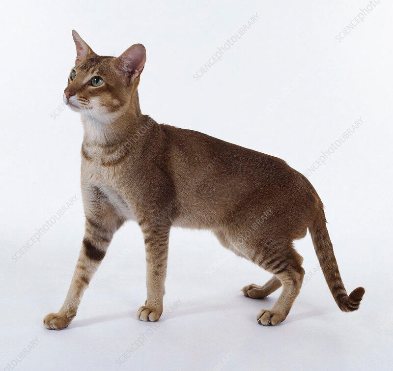 ID: A chocolate ticked tabby standing and looking to the left in front of a white background. Its fur is a deep chocolate colour that gradients to a lighter choclate/brown with stripes on its legs, head and tail