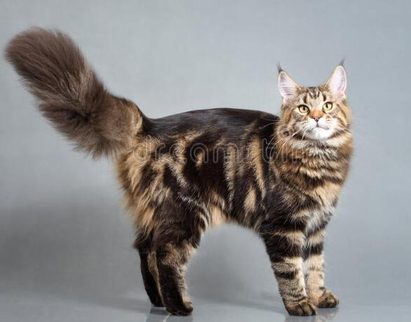 ID: A black and brown classic tabby Maine coon, it is standing facing the right and looking at the camera. The background is light grey/silver
