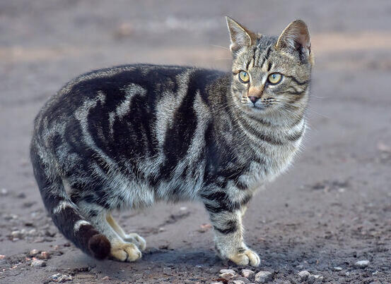 ID: A black and grey classic tabby shorthair cat standing facing the right, but it's head is turned towards the left. the background is a grey/brown mud/sand colour.