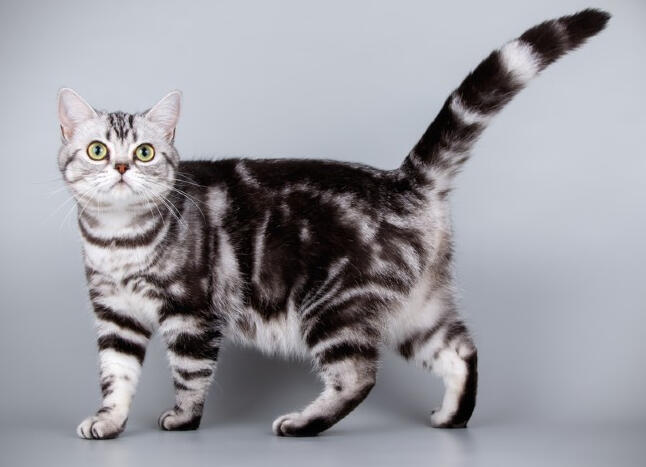 ID: A black and silver classic tabby American shorthair, it is standing facing the left, but looking at the camera. The background is light grey