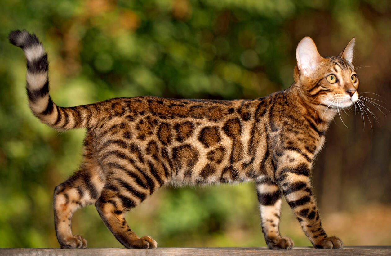 ID: A shorthair bengal cat looking to the right, the bengal has black rosettes on its side with orange inside. its standing on wood with a green blurry background