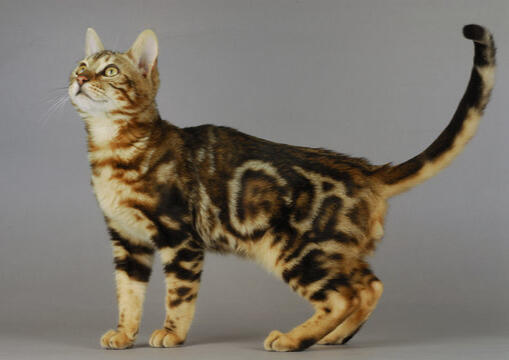 ID: A shorthaired bengal cat facing the left and looking up, it has a black marble/clouded pattern with orange/brown fur in between. the background is a grey gradient.
