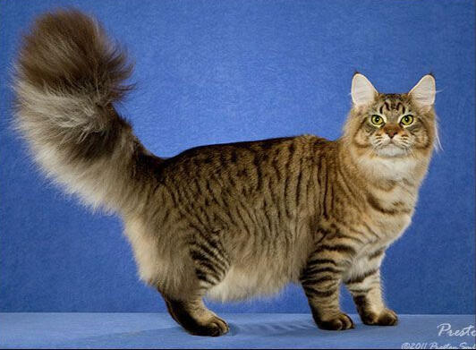 ID: A fluffy cat facing the right and looking at the camera, it has brown fur with broken black thin stripes all over its body. the background is blue gradient.
