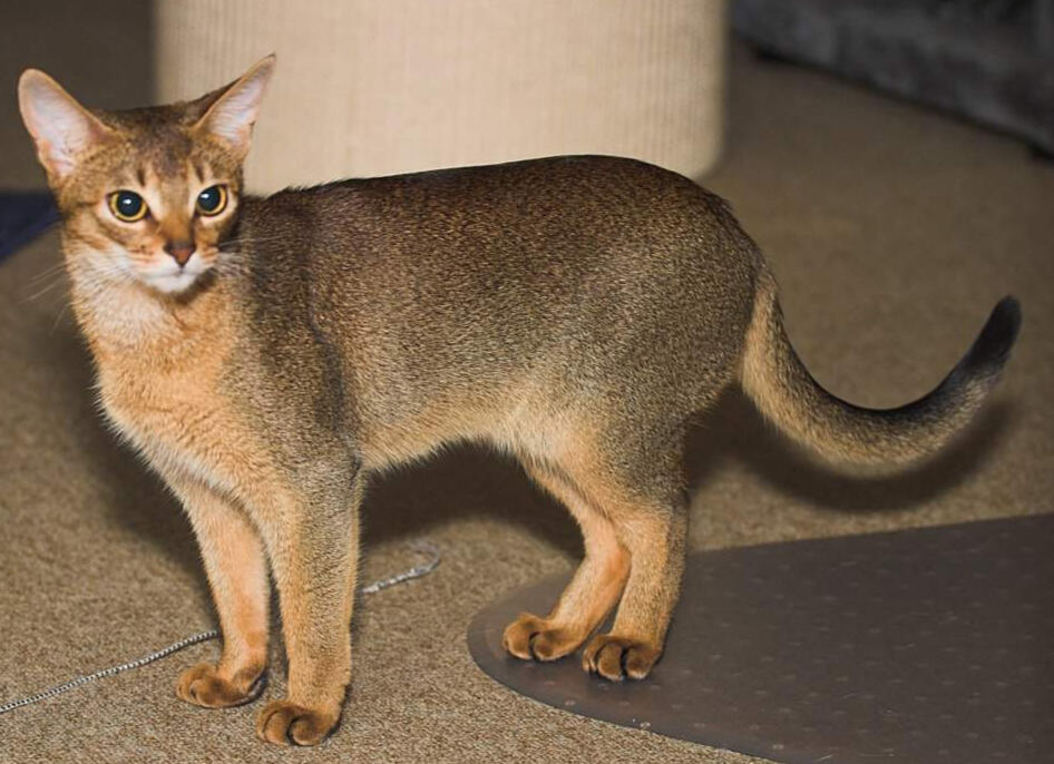 ID: An abyssinian cat standing to the left but looking down to the right, it has a black ticked/agouti gradient pattern with cream chest and paws, the background is brown linel and a white blurry object behind it.