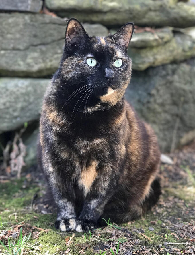 ID: A picture of a black and red tortie cat sitting down forward facing and looking off to the right past the camera, sitting on dirt and grass in front of stone wall.