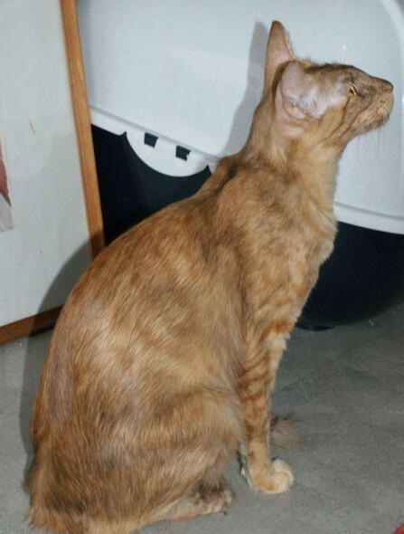ID: A cinnamon tortie oriental cat sitting with its side to the camera looking to the right. It's head is tilted up looking at something above it. background is indoors with grey carpet, a wooden fram and a white wall.