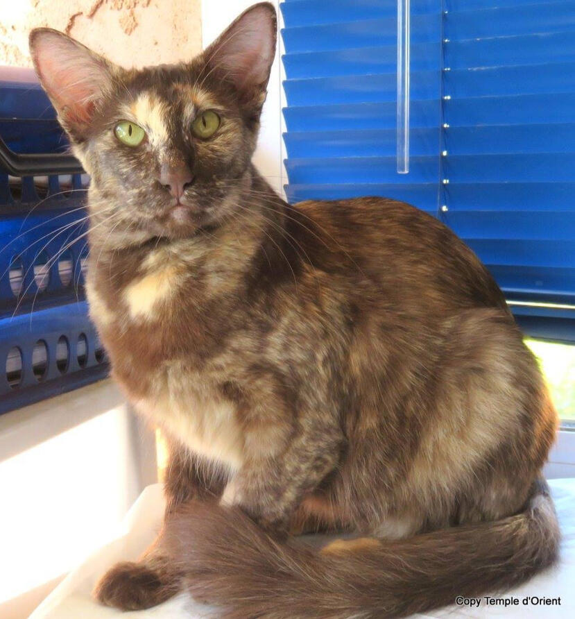 ID: A chocolate tortoiseshell oriental longhair sitting hunched over just a bit stairing at the camera, the background is light with blue blinds behind it.
