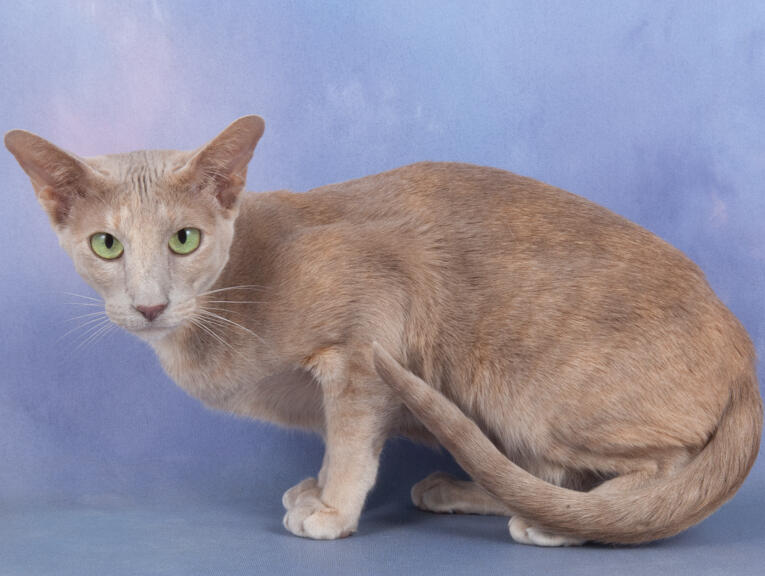ID: A fawn and cream oriental shorthair cat with faint mackerel tabby markings, the cat is hunched over facing the left and staring at the camera. the background is a cloud blue.