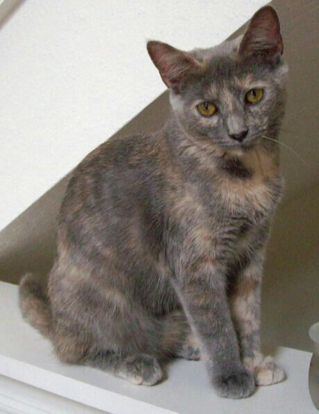 ID: a grey and cream tortie kitten sitting on a white ledge and looking down at the camera