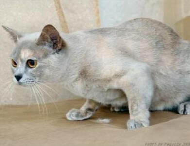 ID: A lilac and cream tortie burmese cat, it's hunched over and looking at something off to the right out of camera view, background is different shades of biege.