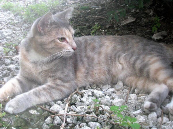 ID: A dilute broken mackerel tabby-tortie lying on its site facing the left, it is looking over its shoulder to the right. laying on stones outisde in front of a bush.