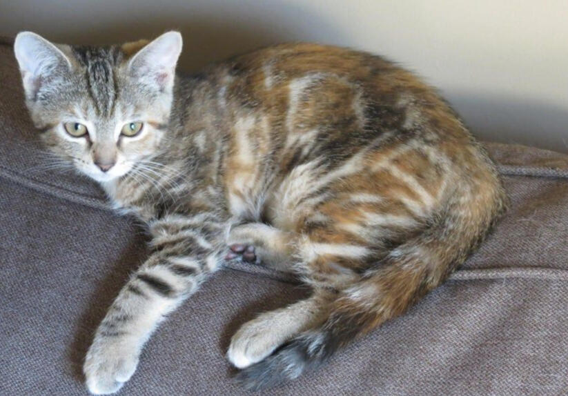 ID: A Black and orange classic tabby-tortie kitten laying on a grey-brown couch, it's facing left with one paw outstretched and looking at the camera.