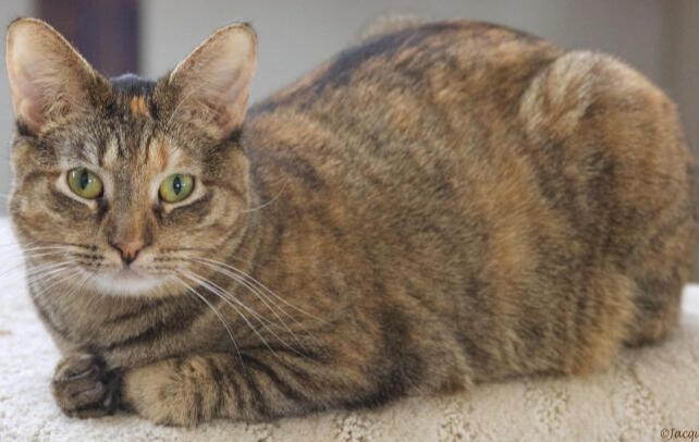 ID: A shorthaired black and orange mackerel tabby-tortie loafing facing to the left and staring at the camera. background is blurred