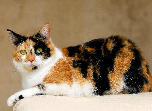 ID: A black and red calico cat loafing on the corner of a white couch, it&#39;s facing left but looking at the camera. the background is various shades of brown.
