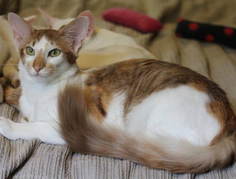 ID: a chocolate tabby-calico oriental longhair cat loafing on its right and staring at the camera, it is lying on a blanket and a blurry white cat sitting behind it.