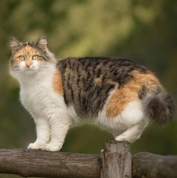ID: A black and orange spotted tabby-calico standing on a brown fence. it is facing the left and staring at the camera.