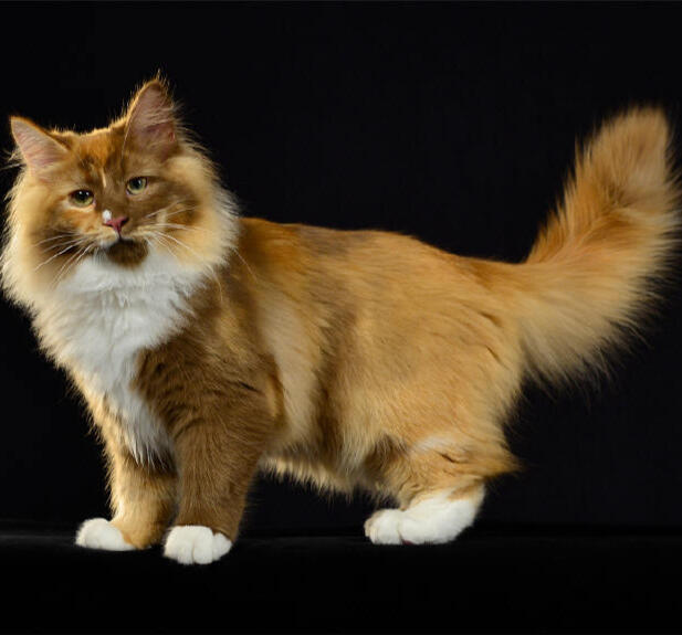 ID: A cinnamon and red longhaired calico with low white spotting standing to the left and looking at the camera. the background is black.