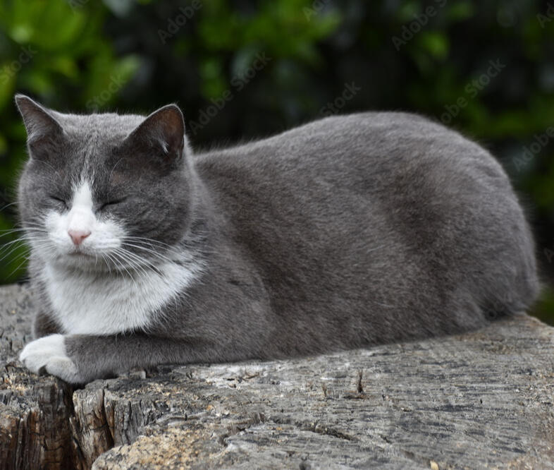 ID: A grey tuxedo cat loafing facing the left with its eyes closed, on a tree stump, the background is blurred leaves.
